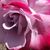 Lila - vörös - Teahibrid rózsa - Burning Sky
